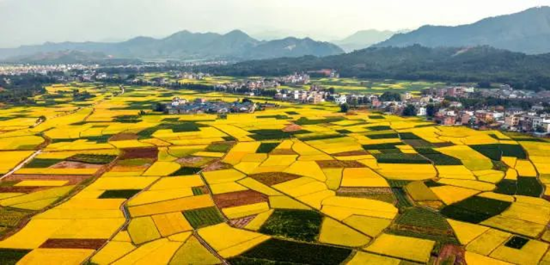 始興是“粵北糧倉”(鄧斌 攝) 圖片