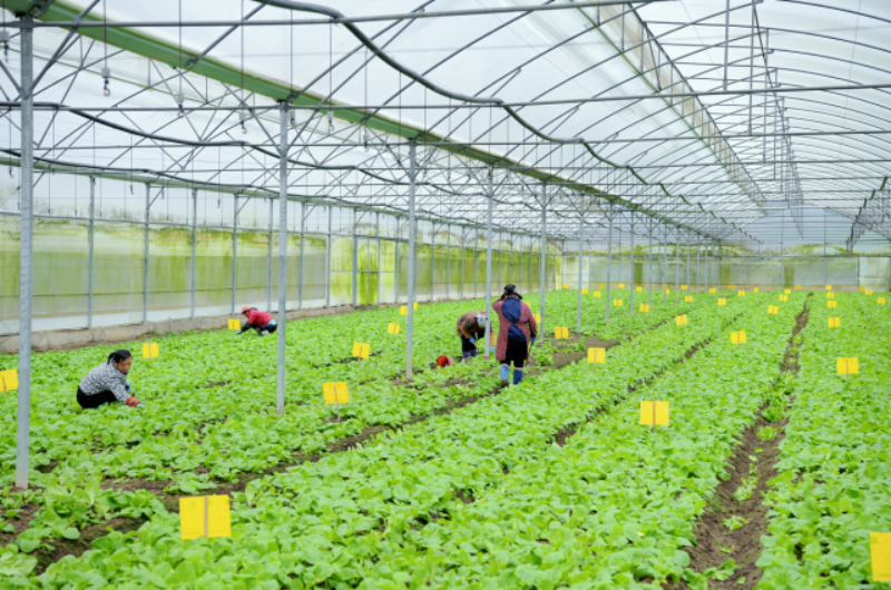 有機(jī)蔬菜種植基地(楊雨虹 攝) 圖片