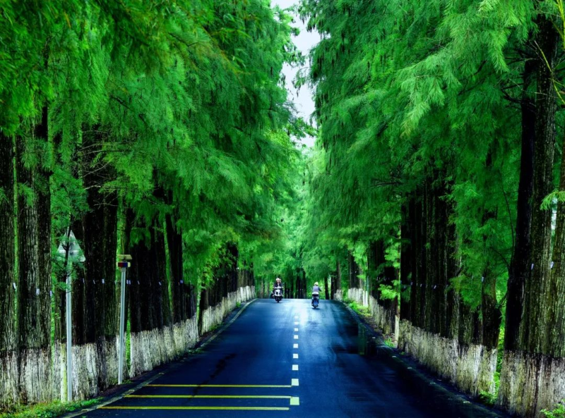 落羽杉綠道.jpg